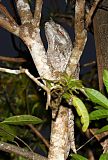 Papuan Frogmouth